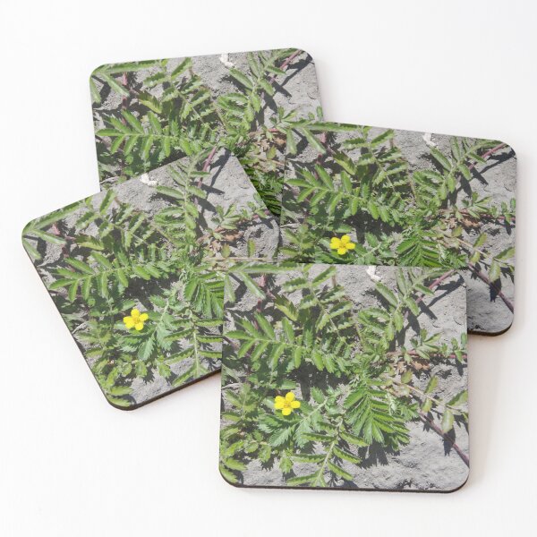 Item preview, Silver Cinquefoil Growing in a Wetland in Eastern Washington State designed and sold by The Botanical Jason.