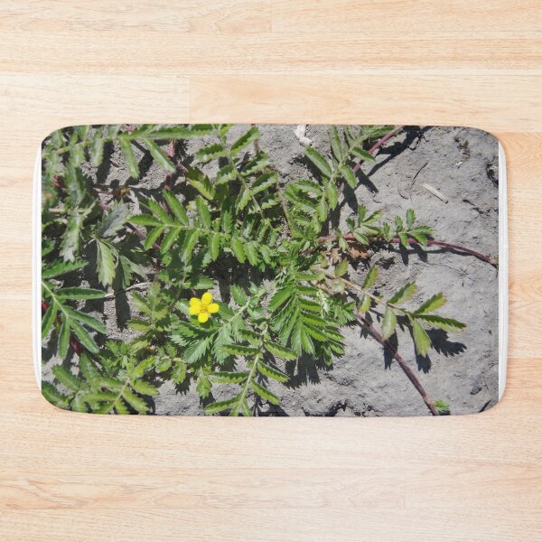 Item preview, Silver Cinquefoil Growing in a Wetland in Eastern Washington State designed and sold by The Botanical Jason.
