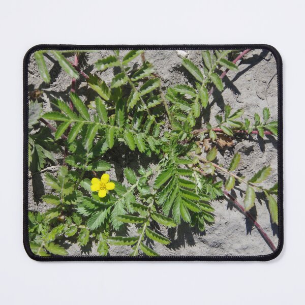 Item preview, Silver Cinquefoil Growing in a Wetland in Eastern Washington State designed and sold by The Botanical Jason.
