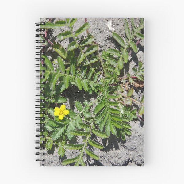 Item preview, Silver Cinquefoil Growing in a Wetland in Eastern Washington State designed and sold by The Botanical Jason.