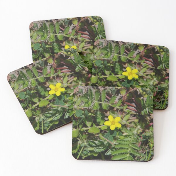 Item preview, Silver Cinquefoil Growing in a Wetland in Eastern Washington State designed and sold by The Botanical Jason.