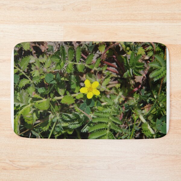 Item preview, Silver Cinquefoil Growing in a Wetland in Eastern Washington State designed and sold by The Botanical Jason.