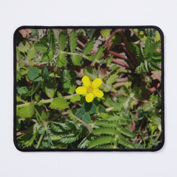 Item preview, Silver Cinquefoil Growing in a Wetland in Eastern Washington State designed and sold by The Botanical Jason.