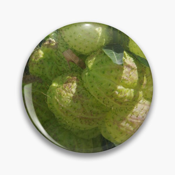Item preview, Bishop's Balls Fruits Growing at Denver Botanic Garden designed and sold by The Botanical Jason.