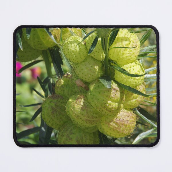 Item preview, Bishop's Balls Fruits Growing at Denver Botanic Garden designed and sold by The Botanical Jason.