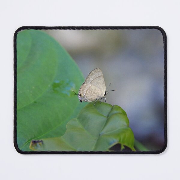 Item preview, Hairstreak Butterfly on a Leaf in Cebu, Philippines designed and sold by The Botanical Jason.