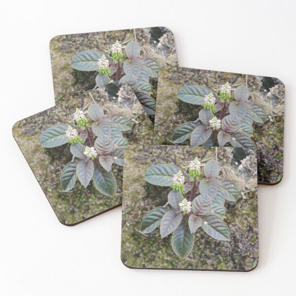 Item preview, Milkwort Growing on a Hillside in Chocolate Hills, Bohol, Philippines designed and sold by The Botanical Jason.