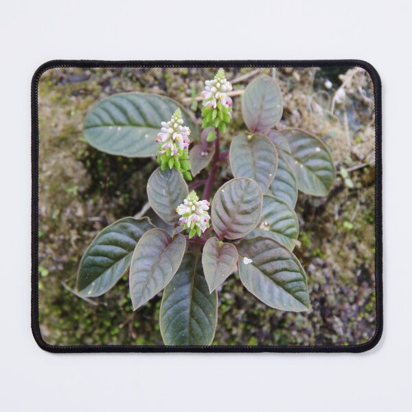 Item preview, Milkwort Growing on a Hillside in Chocolate Hills, Bohol, Philippines designed and sold by The Botanical Jason.
