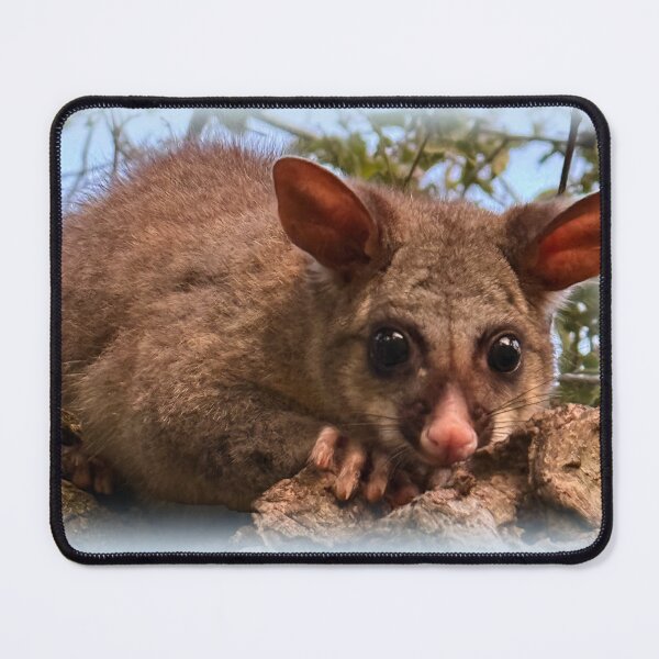 Item preview, Common brushtail possum designed and sold by indiafrankk.