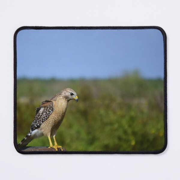 Item preview, Red-Shouldered Hawk On Lake Apopka Wildlife Drive  designed and sold by MercerImages.