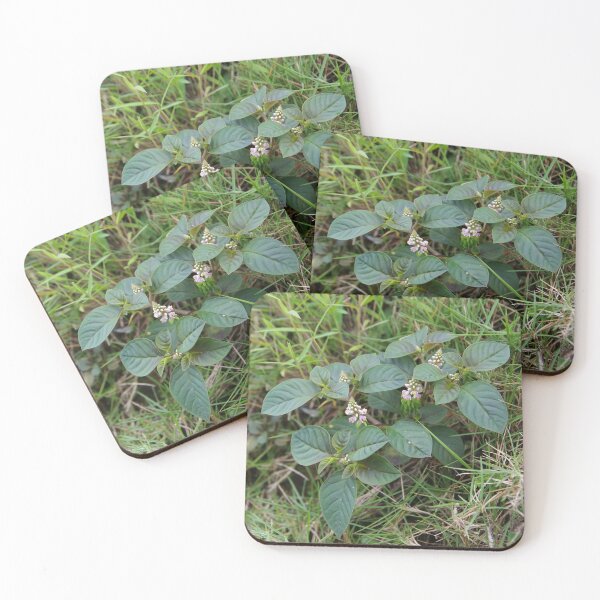 Item preview, Milkwort Growing on a Hillside in Chocolate Hills, Bohol, Philippines designed and sold by The Botanical Jason.