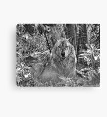 Assimilation Canvas Print