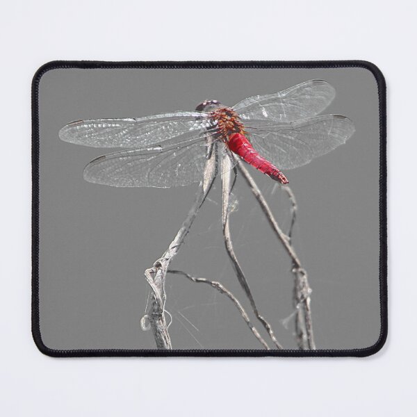 Item preview, Dragon Fly designed and sold by CarolM.