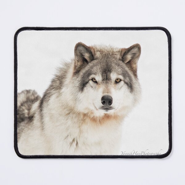 Item preview, Timber Wolf in Snow designed and sold by Yannik Hay.