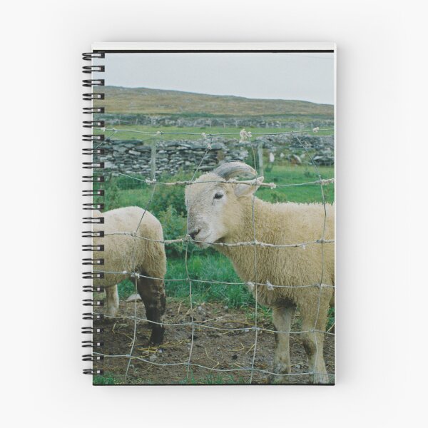 Item preview, little lamb, west ireland designed and sold by tracyallison.