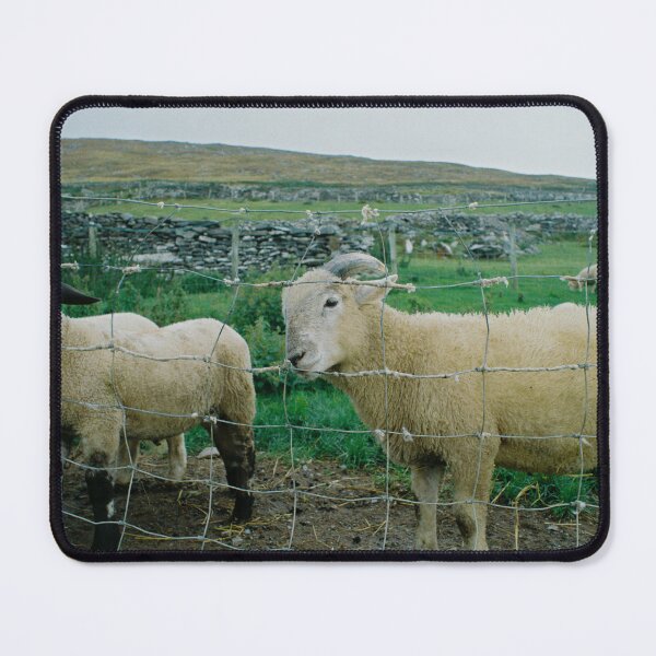 Item preview, little lamb, west ireland designed and sold by tracyallison.