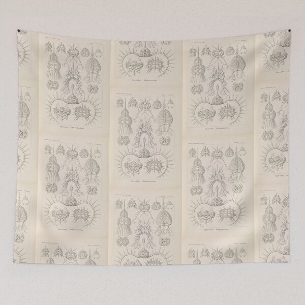 Item preview, Spyroidea Nükchenstrahlinge  Ernst Haeckel designed and sold by TeeARTHY.