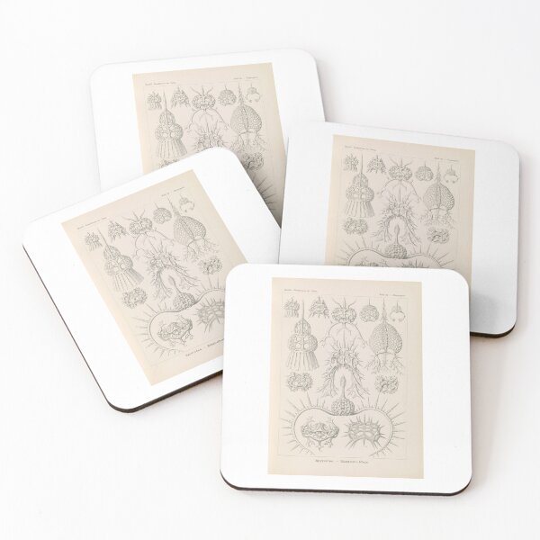 Item preview, Spyroidea Nükchenstrahlinge  Ernst Haeckel designed and sold by TeeARTHY.