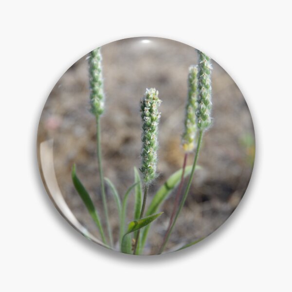 Item preview, Woolly Plantain Growing in Eastern Washington designed and sold by The Botanical Jason.