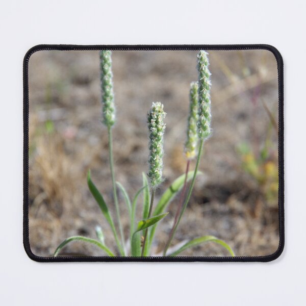 Item preview, Woolly Plantain Growing in Eastern Washington designed and sold by The Botanical Jason.