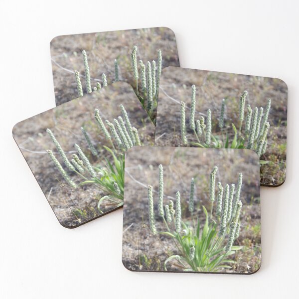 Item preview, Woolly Plantain Growing in Eastern Washington designed and sold by The Botanical Jason.