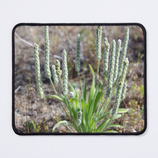 Item preview, Woolly Plantain Growing in Eastern Washington designed and sold by The Botanical Jason.