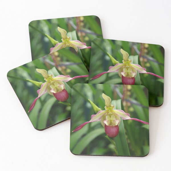 Item preview, Ladyslipper Orchid in Tambanan, Bali, Indonesia designed and sold by The Botanical Jason.