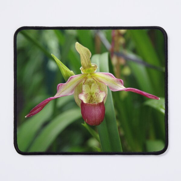 Item preview, Ladyslipper Orchid in Tambanan, Bali, Indonesia designed and sold by The Botanical Jason.