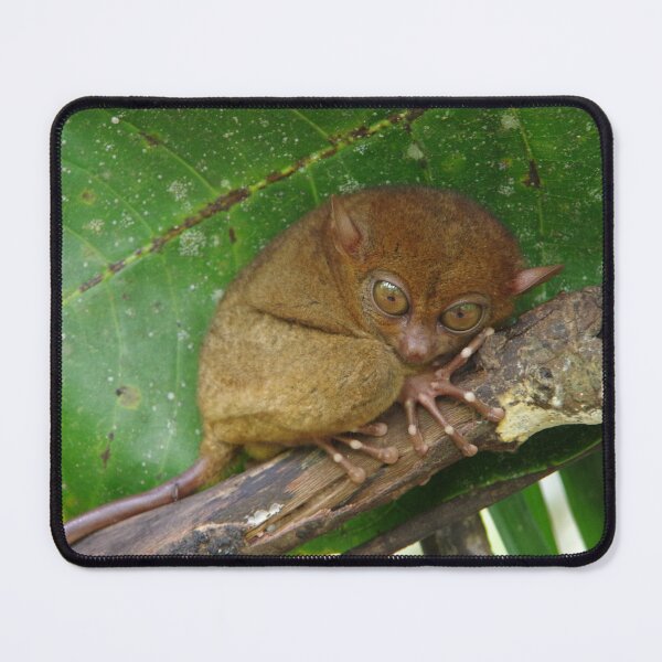 Item preview, Philippine Tarsier on a branch in Bohol, Philippines designed and sold by The Botanical Jason.