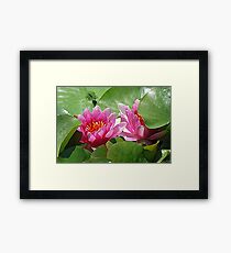 PInk Water Lilies Framed Print