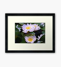 White Water Lilies Framed Print