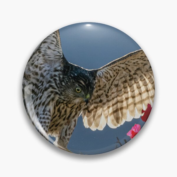 Item preview, Cooper's Hawk Hunting In Bougainvillea designed and sold by PsychoAlien.com.