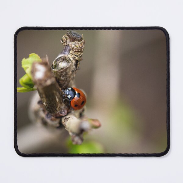 Item preview, Ladybug wants to reach high designed and sold by JennyKmbck.