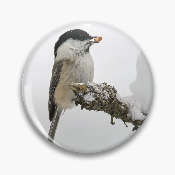 Item preview, Treasure. Willow tit designed and sold by Jouko Lehto Photography.
