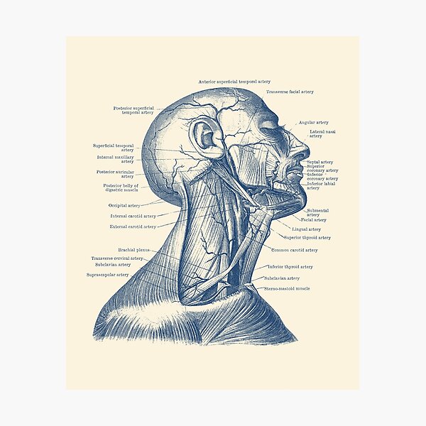 Human Venous and Circulatory Systems - Neck Photographic Print