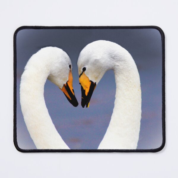 Item preview, Swans in Loveheart Pose designed and sold by derekbeattie.