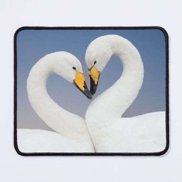 Item preview, Whooper Swans Love Heart Pose designed and sold by derekbeattie.