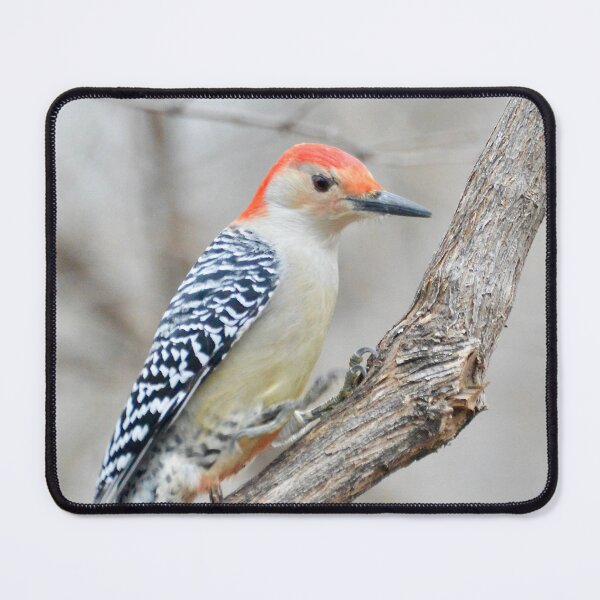 Item preview, Red Bellied Woodpecker designed and sold by lisapicklepizza.