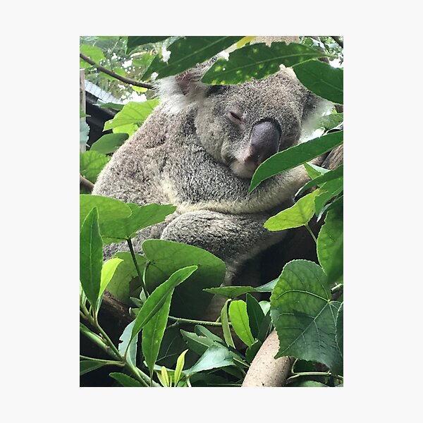 Item preview, Koala Nap designed and sold by DragonRhi.