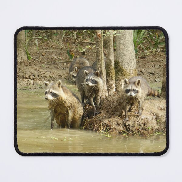 Item preview, Racoons In The Swamp designed and sold by Breanna Trent.