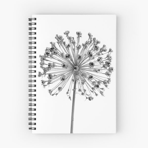 Item preview, Allium Seed Head in monochrome designed and sold by Phillip Dove Photography.