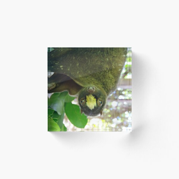 Item preview, Colugo filipino en Bohol, Filipinas designed and sold by The Botanical Jason.