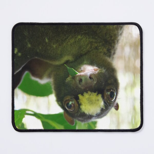 Item preview, Colugo filipino en Bohol, Filipinas designed and sold by The Botanical Jason.
