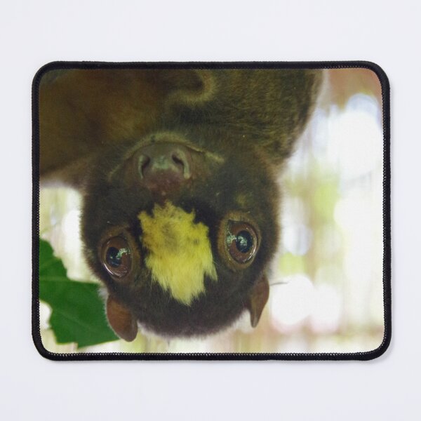 Aperçu de l'œuvre Colugo philippin à Bohol, Philippines créée et vendue par The Botanical Jason.