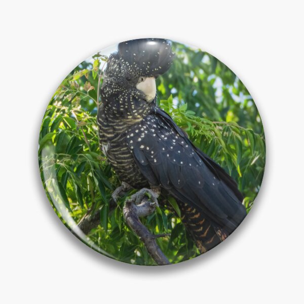 Item preview, Female Red-tailed Black-cockatoo designed and sold by Images by Chris de Blank.