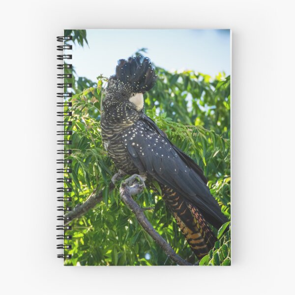 Item preview, Female Red-tailed Black-cockatoo designed and sold by Images by Chris de Blank.