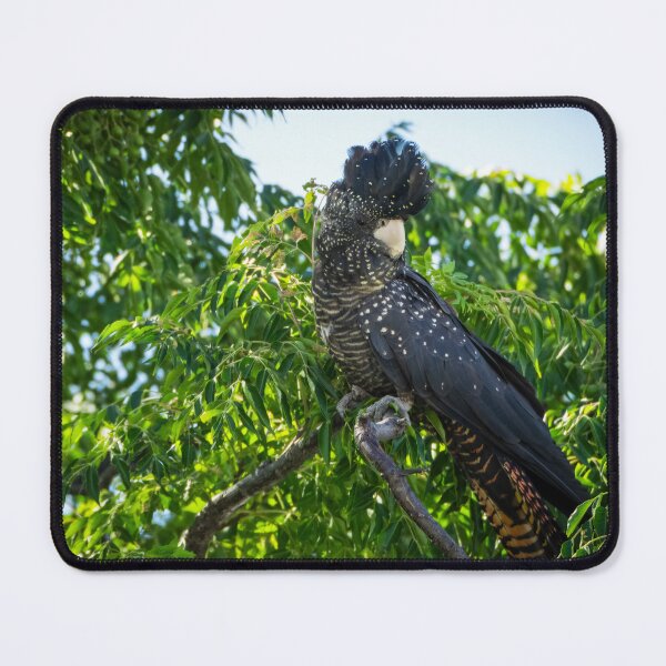 Item preview, Female Red-tailed Black-cockatoo designed and sold by Images by Chris de Blank.