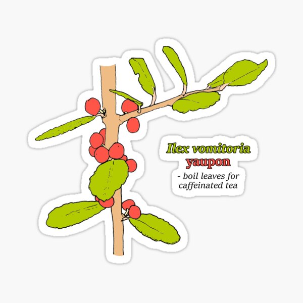 Item preview, Ilex vomitoria designed and sold by paleoforaging.