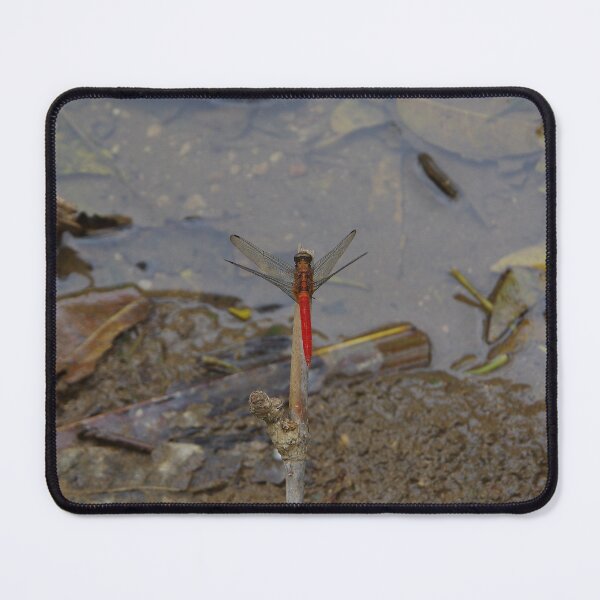 Item preview, Orange Skimmer Dragonfly at Wisata Kayu Putih Bali, Indonesia designed and sold by The Botanical Jason.