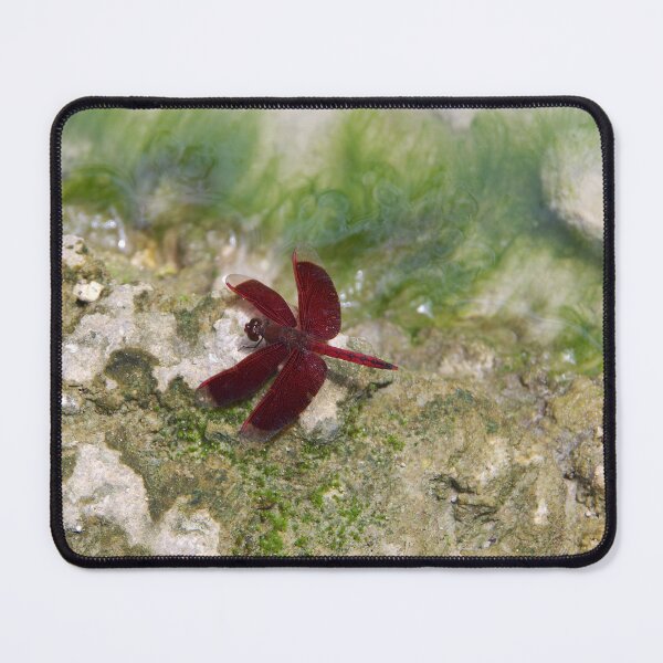 Item preview, Red Percher Dragonfly at Tumalog Falls Cebu, Philippines designed and sold by The Botanical Jason.